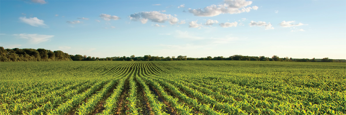 EMA Urges EPA to Reduce Corn Ethanol Mandate